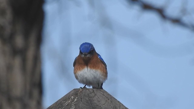 Eastern Bluebird - ML632415803