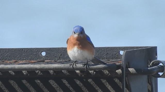 Eastern Bluebird - ML632415865