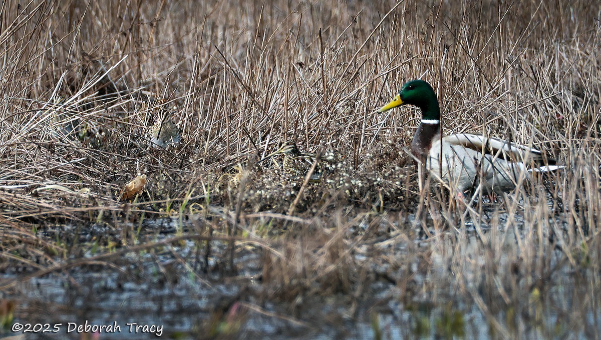 Wilson's Snipe - ML632415896