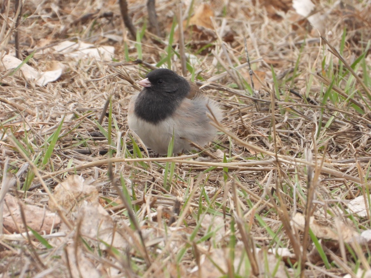 Dark-eyed Junco - ML632415904