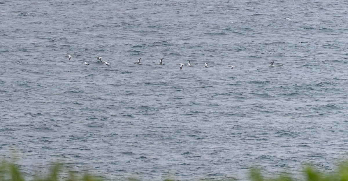 Cape Gannet - ML632415936