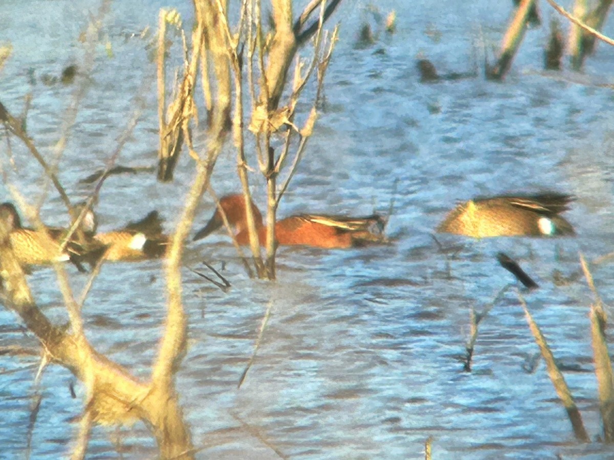 Cinnamon Teal - ML632416092