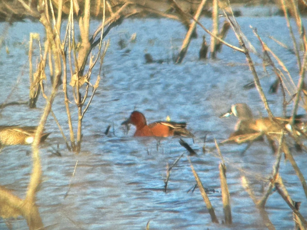 Cinnamon Teal - ML632416093