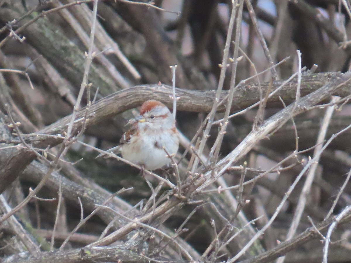 American Tree Sparrow - ML632416098