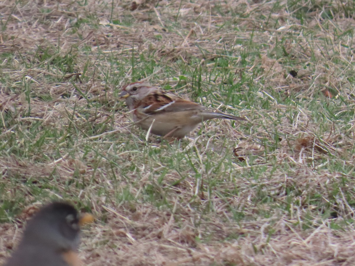 American Tree Sparrow - ML632416099