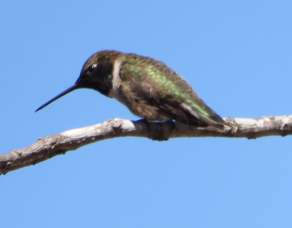 Black-chinned Hummingbird - ML632416101