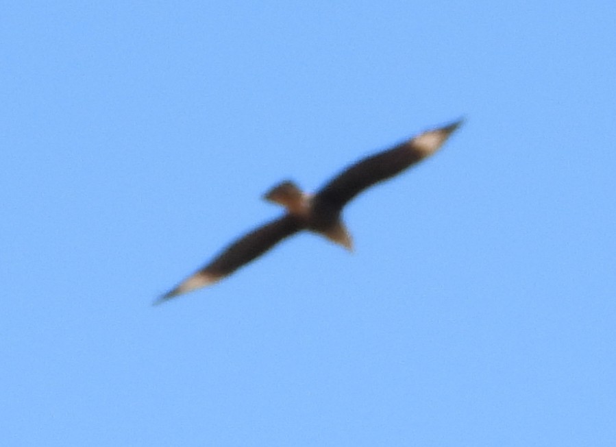 Crested Caracara - ML632416119