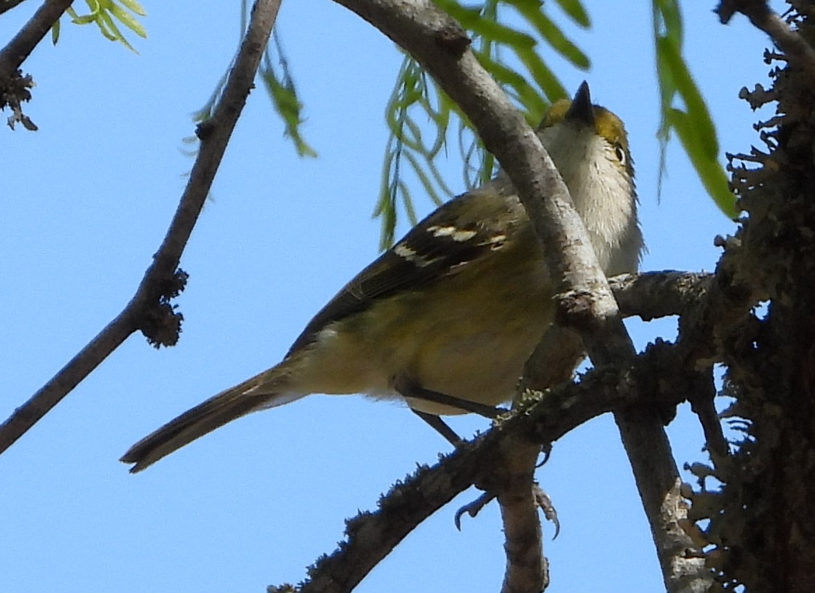White-eyed Vireo - ML632416139