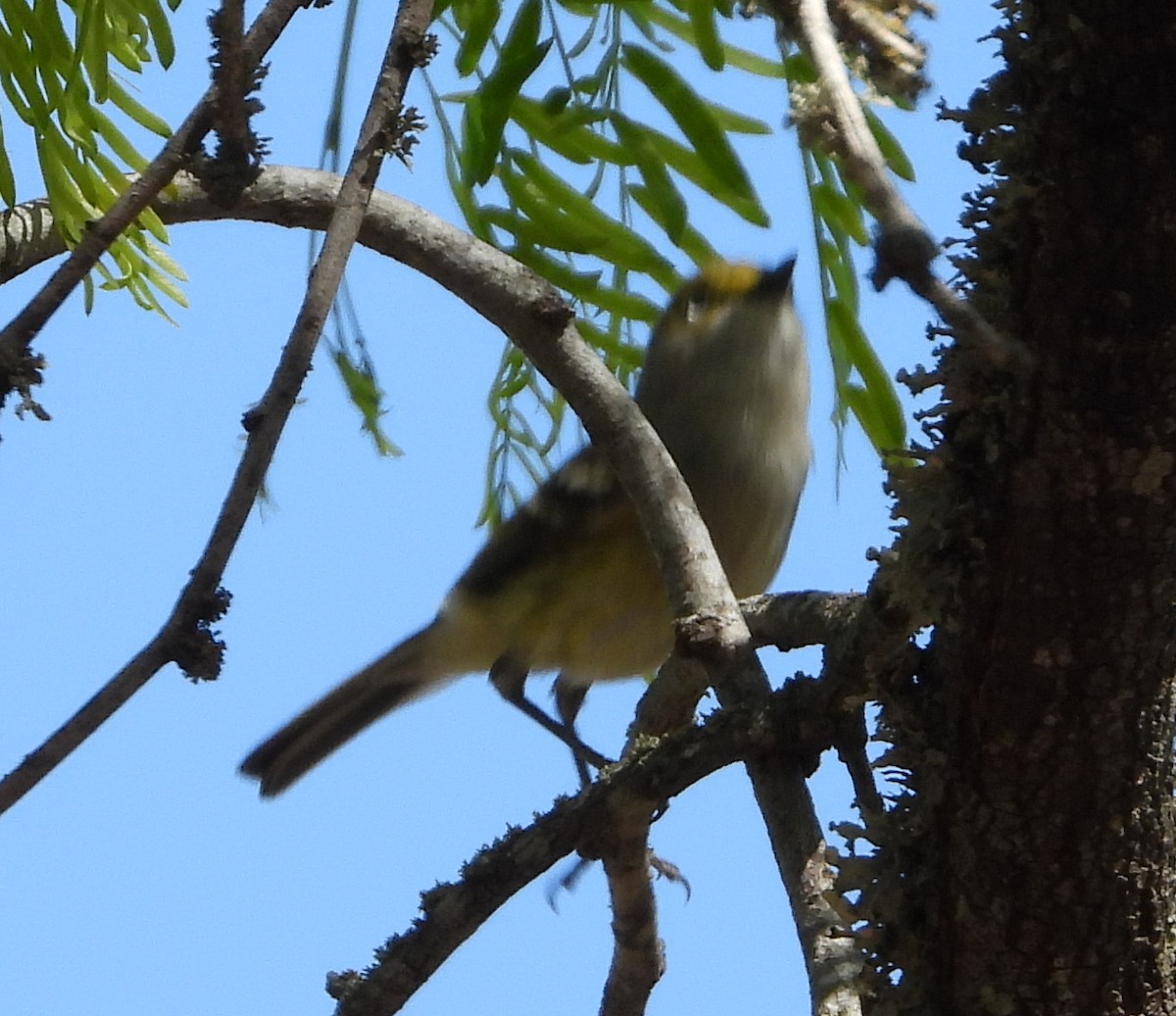 White-eyed Vireo - ML632416140