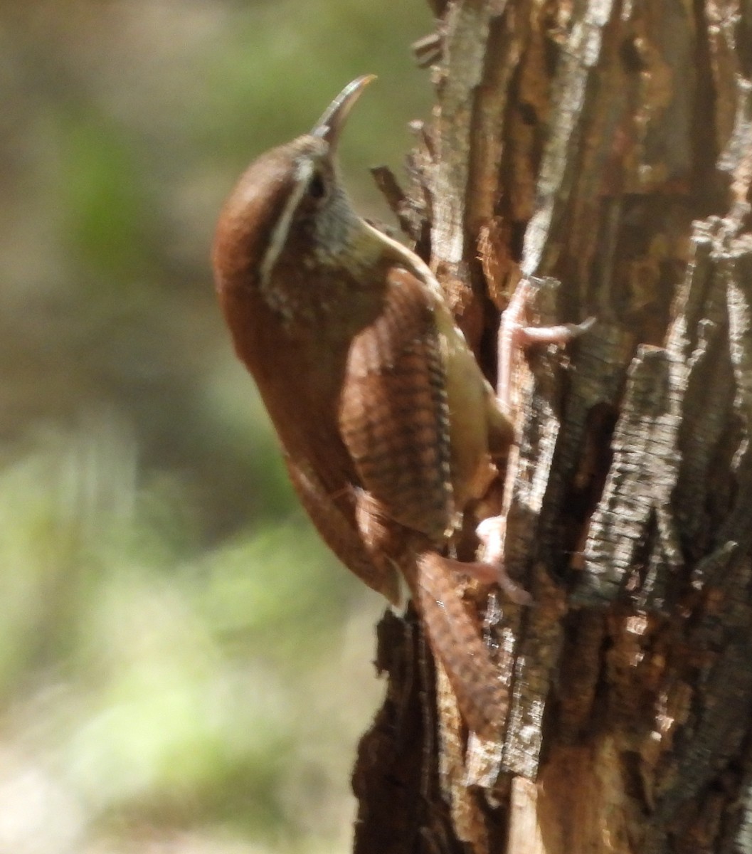 Carolina Wren - ML632416157