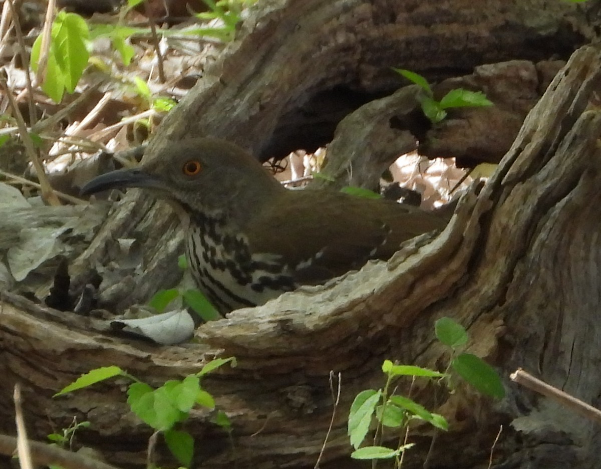 Long-billed Thrasher - ML632416165