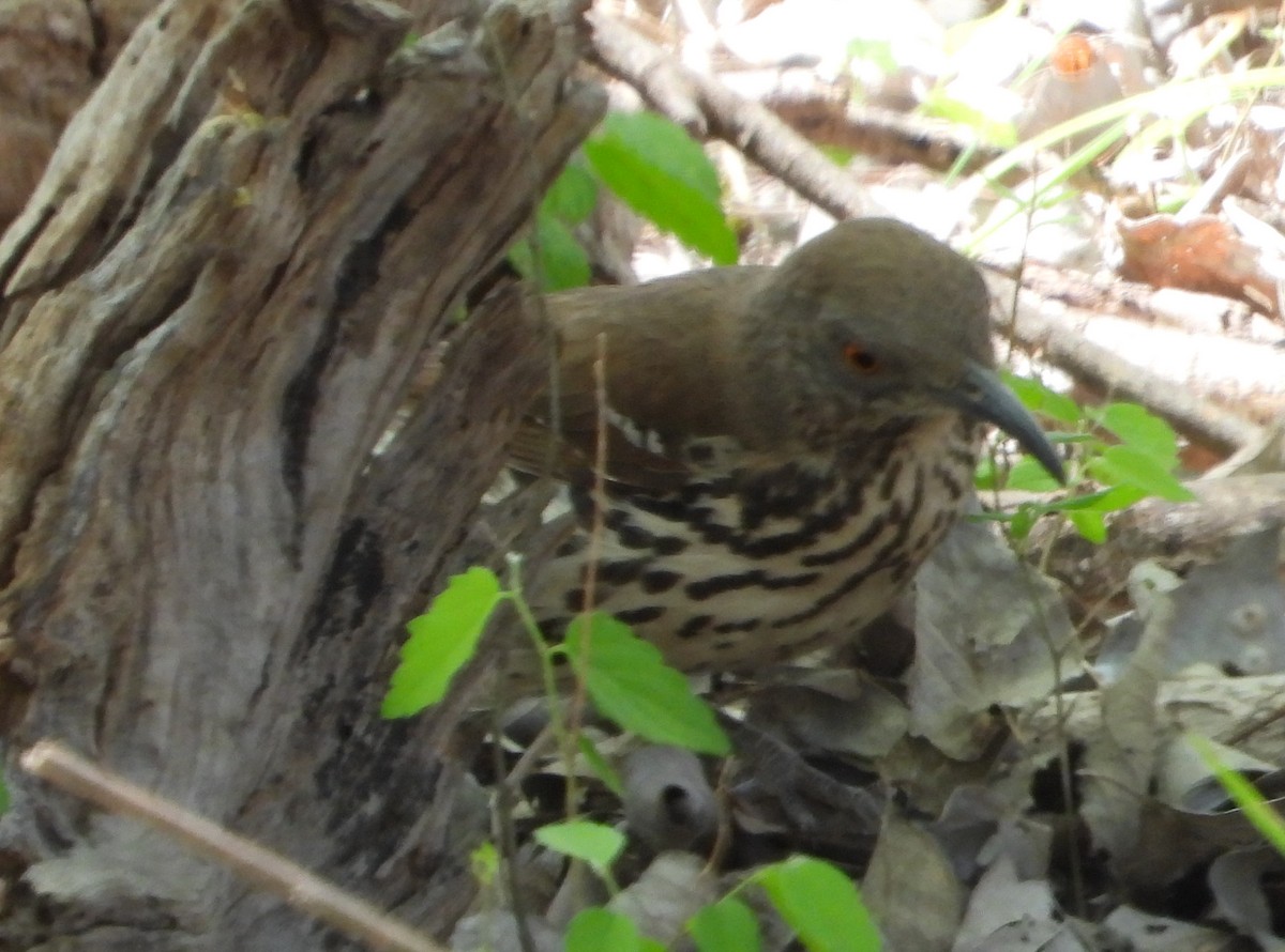 Long-billed Thrasher - ML632416167