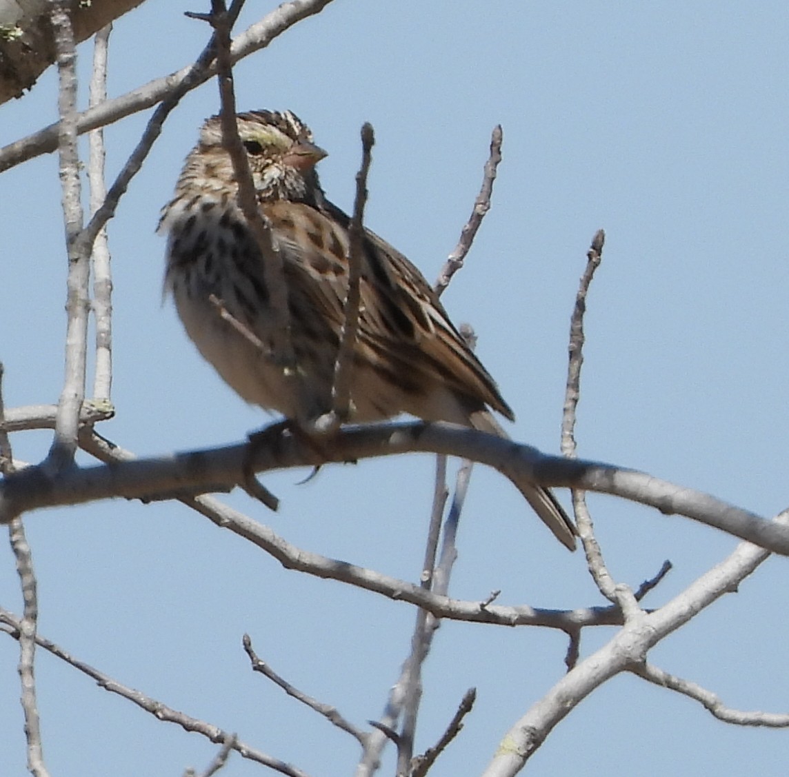 Savannah Sparrow - ML632416222