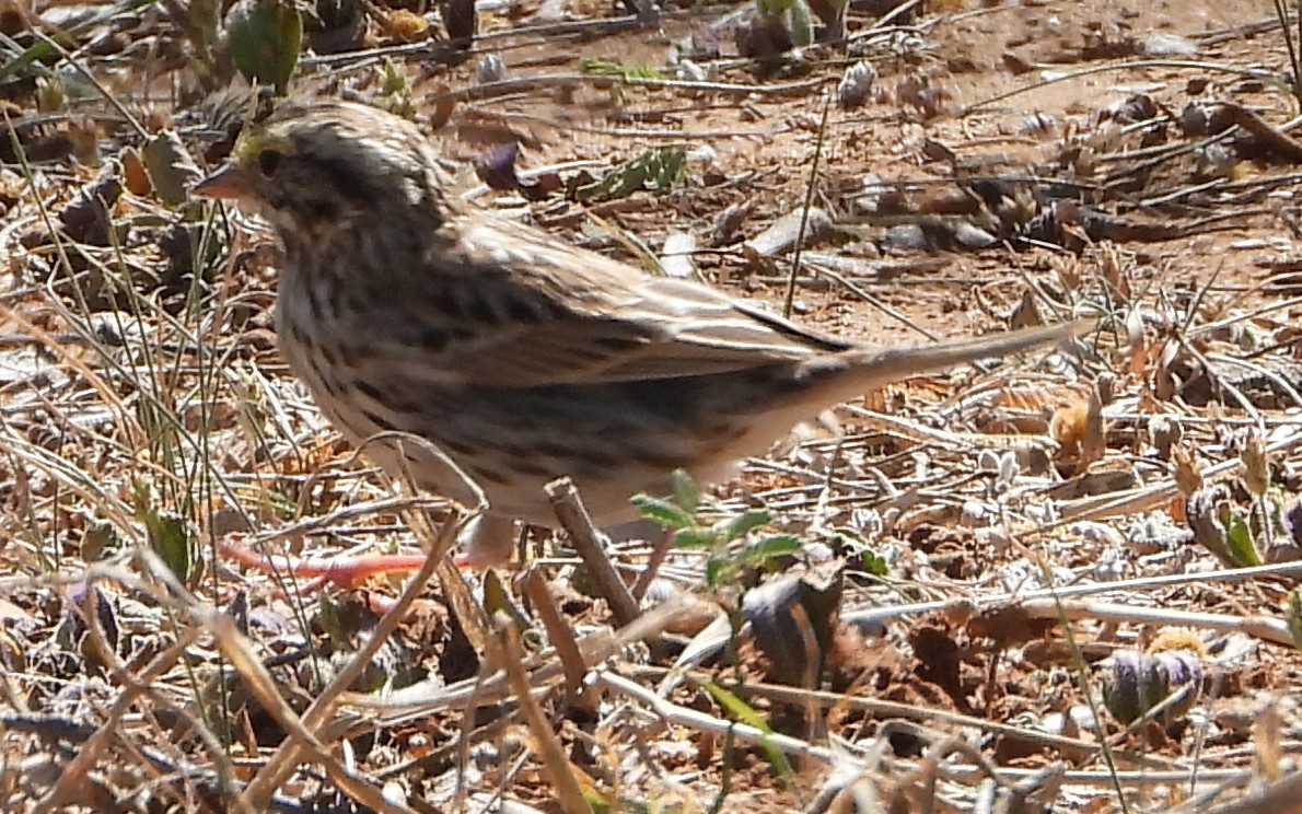 Savannah Sparrow - ML632416223