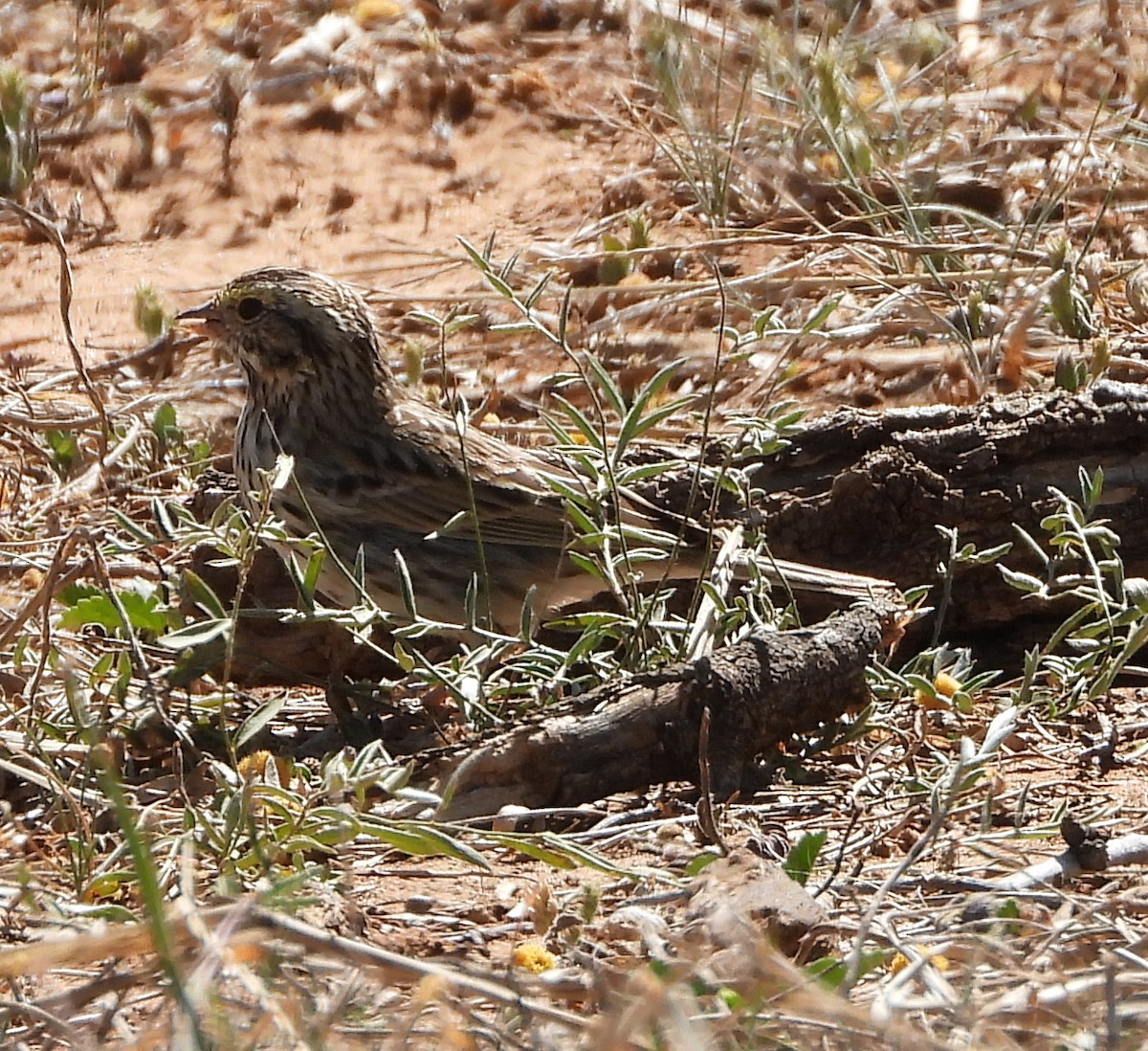 Savannah Sparrow - ML632416224