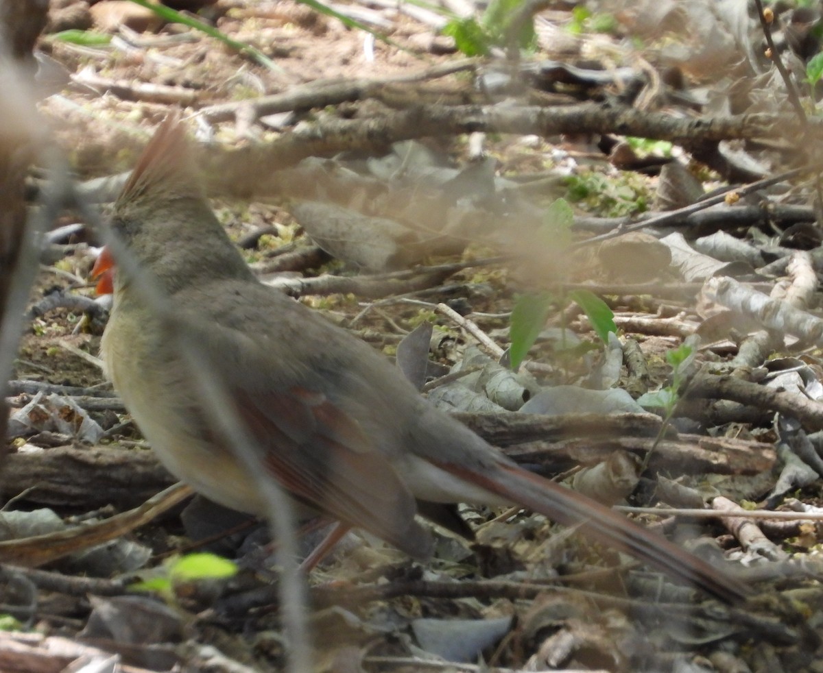 Northern Cardinal - ML632416236