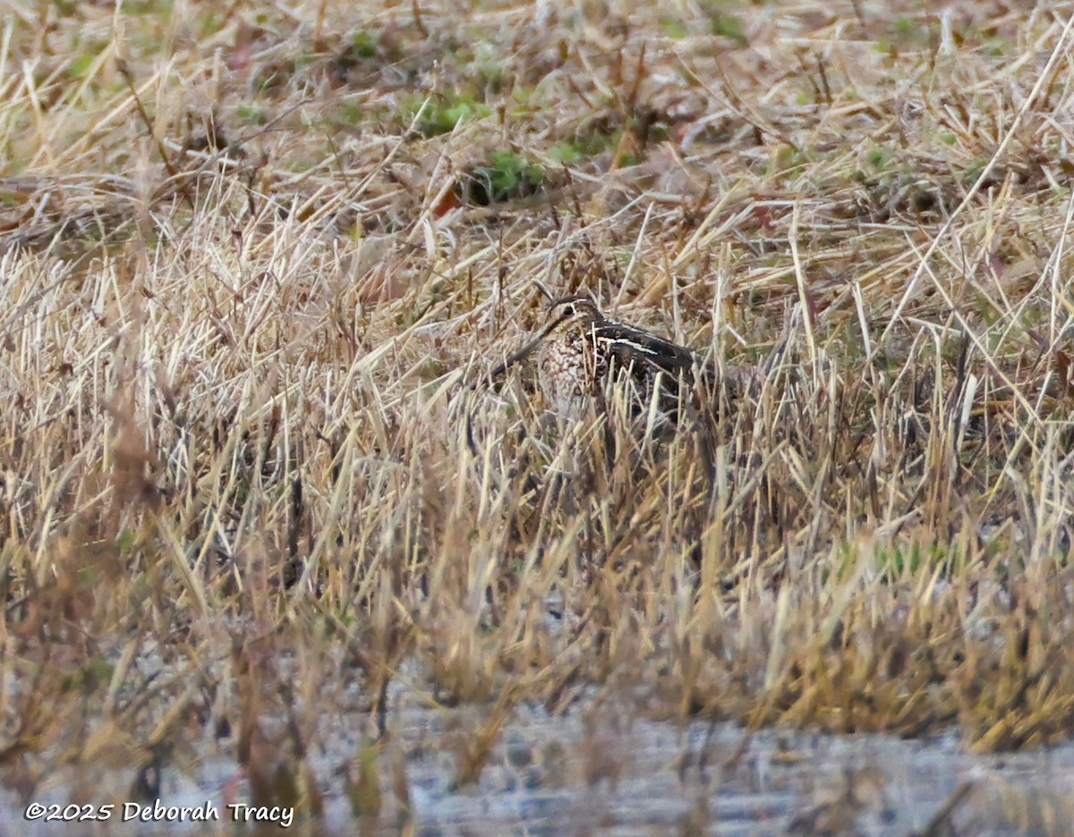 Wilson's Snipe - ML632416265