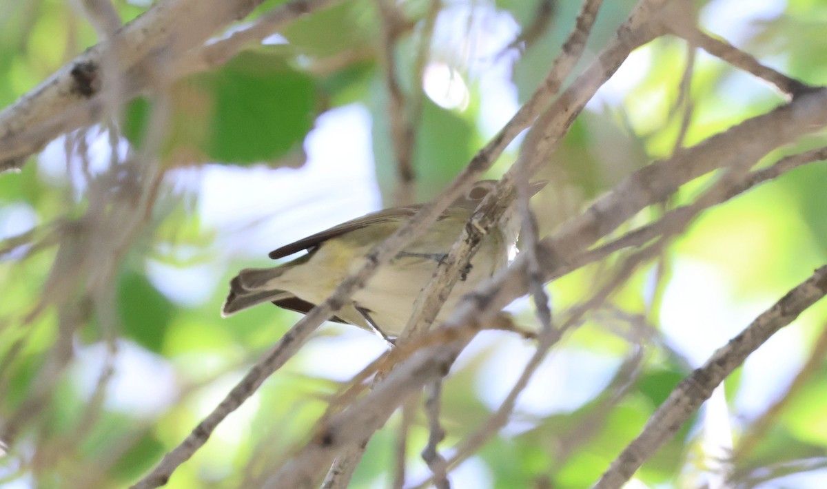 vireo sp. - ML632416394