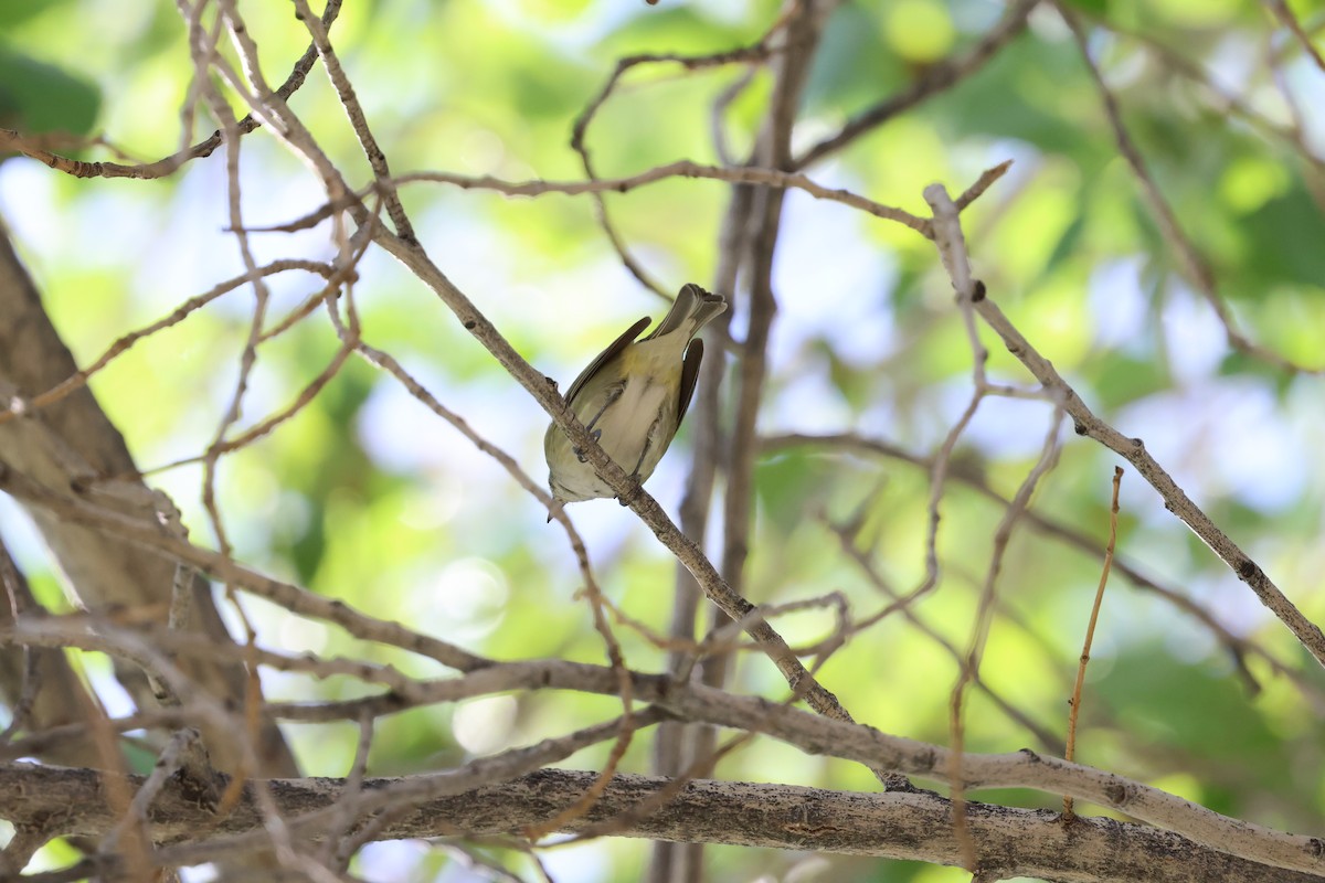 vireo sp. - ML632416398