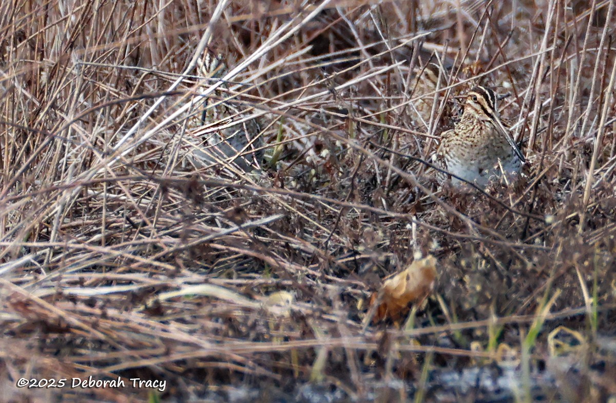 Wilson's Snipe - ML632416529