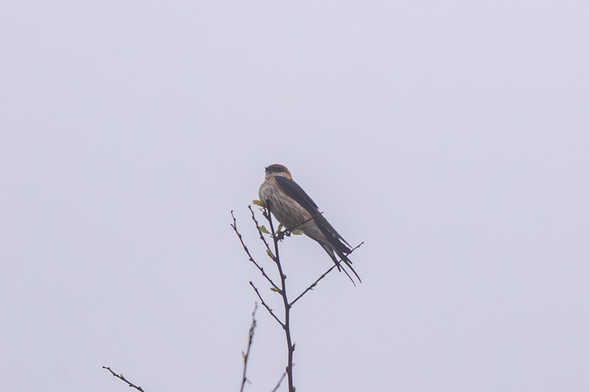 Greater Striped Swallow - ML632416593