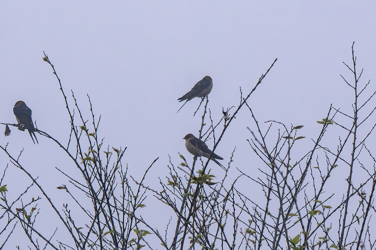 Greater Striped Swallow - ML632416594