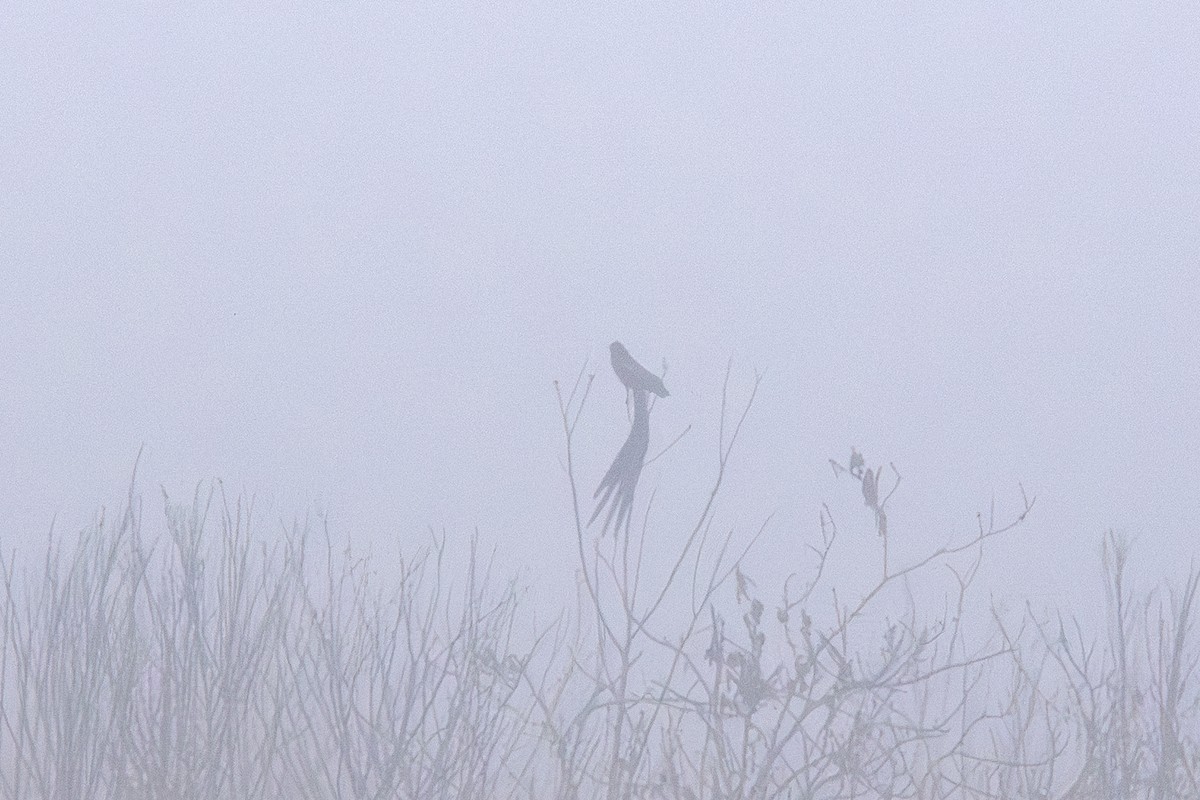 Long-tailed Widowbird - ML632416597
