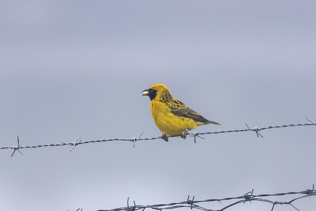 Village Weaver - ML632416659