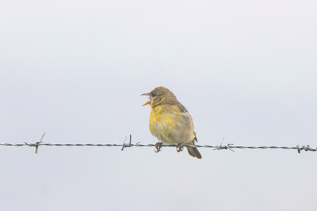 Southern Masked-Weaver - ML632416669
