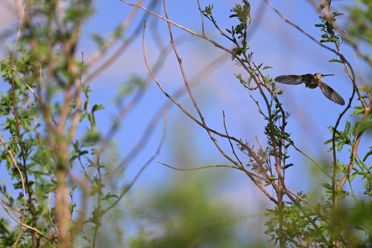 Black-chinned Hummingbird - ML632416672