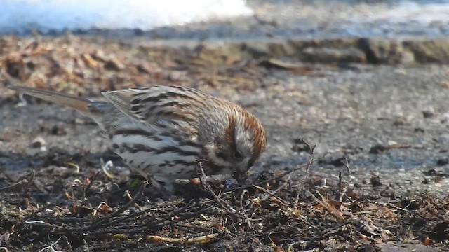 Song Sparrow - ML632416719