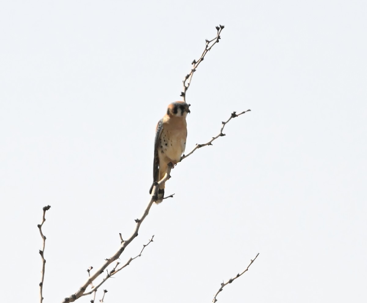 American Kestrel - ML632416737