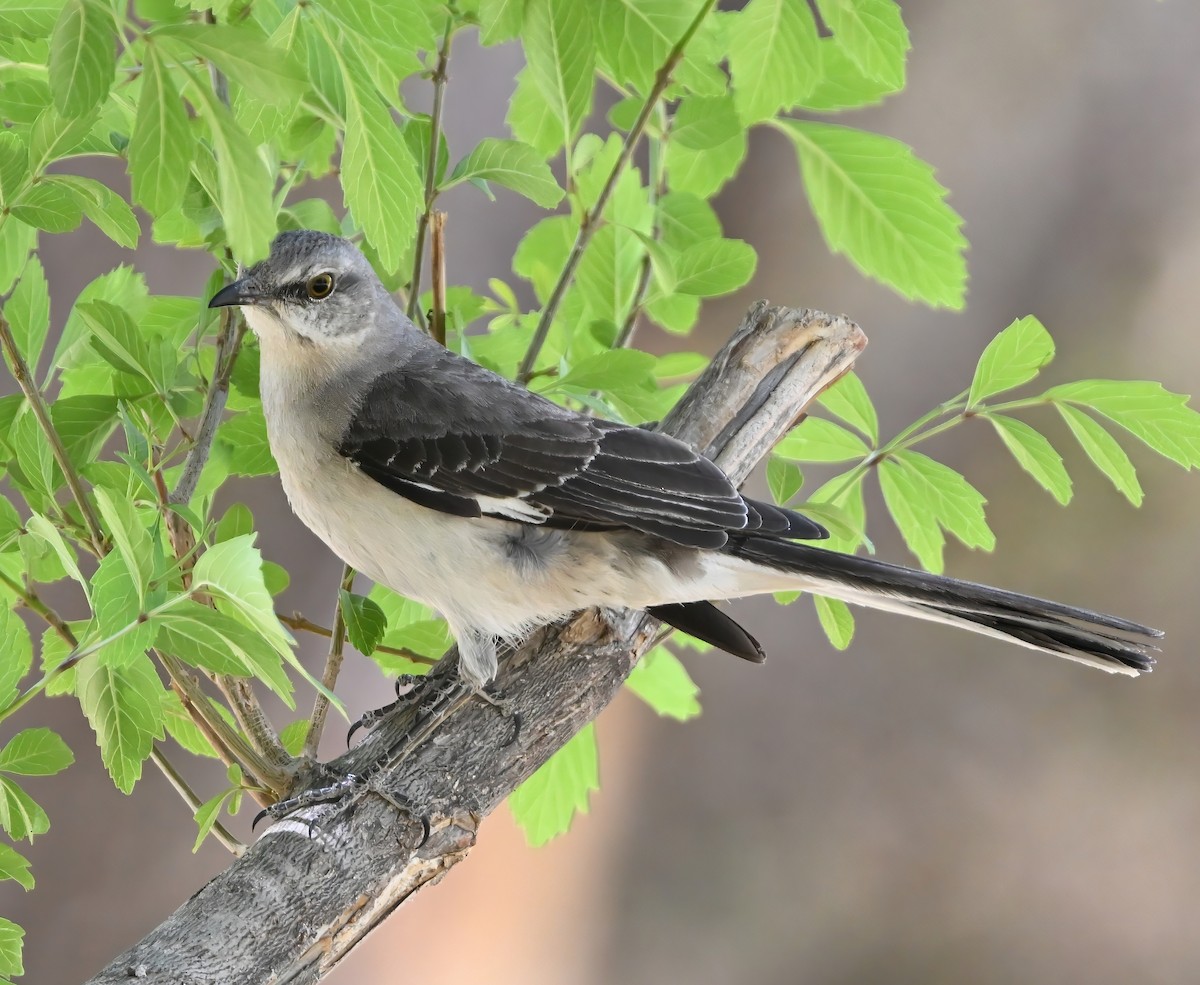 Northern Mockingbird - ML632416755