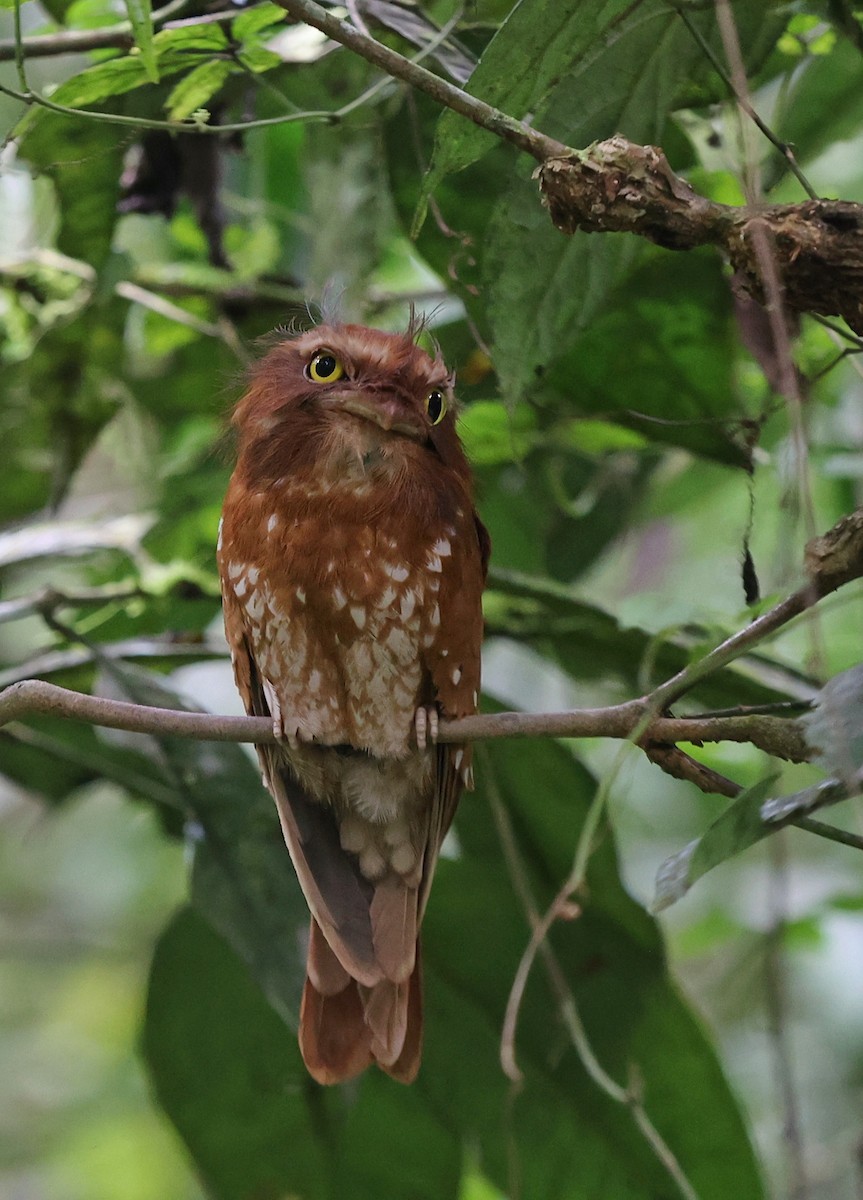 Sumatran Frogmouth - ML632416795