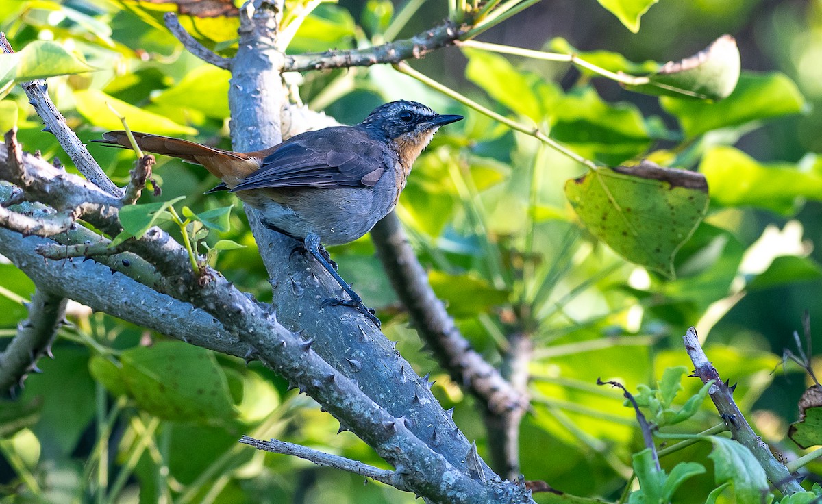 Cape Robin-Chat - ML632416815
