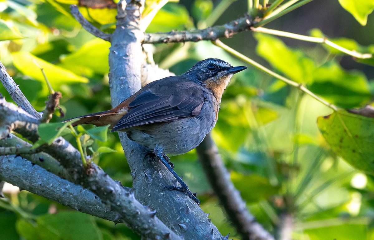 Cape Robin-Chat - ML632416816
