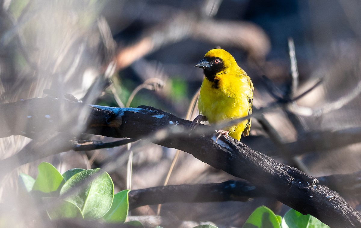 Southern Masked-Weaver - ML632416832