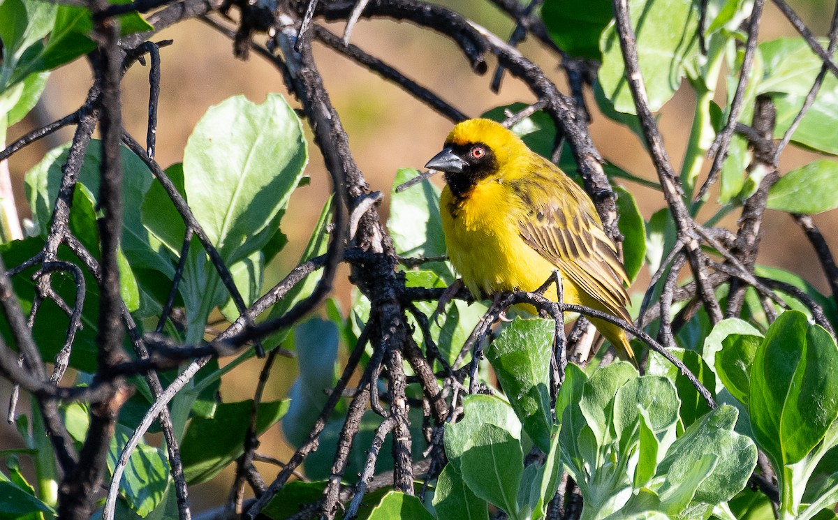 Southern Masked-Weaver - ML632416833
