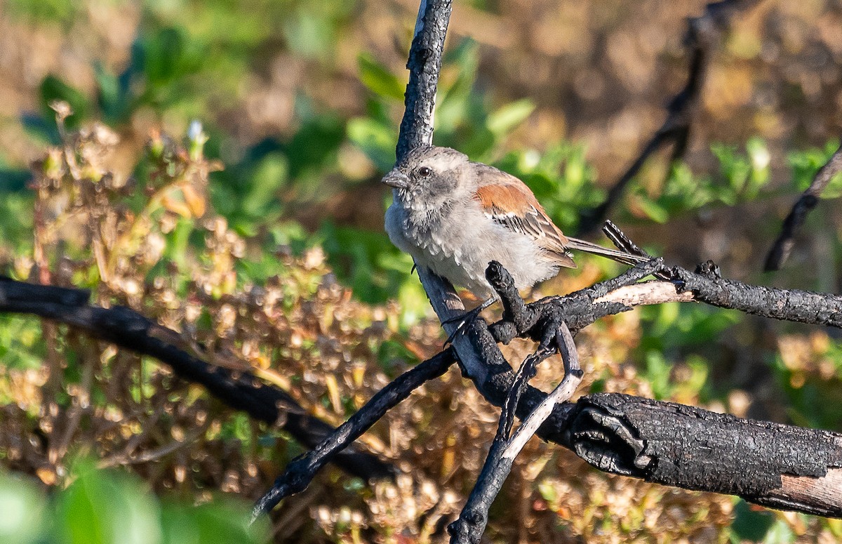 Cape Sparrow - ML632416866