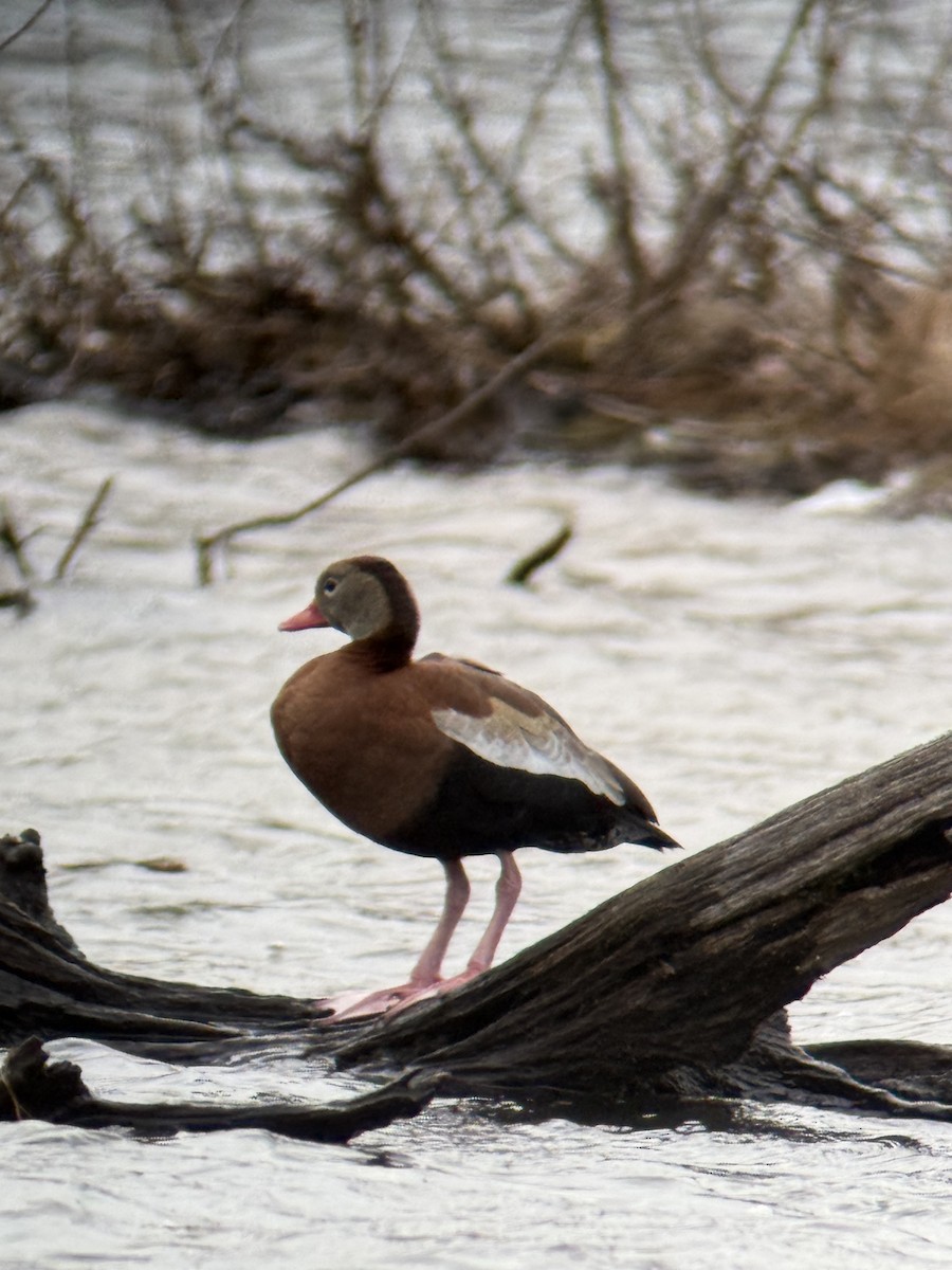 Black-bellied Whistling-Duck - ML632416981