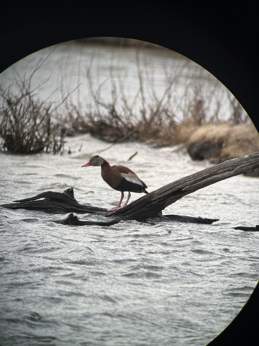 Black-bellied Whistling-Duck - ML632416982