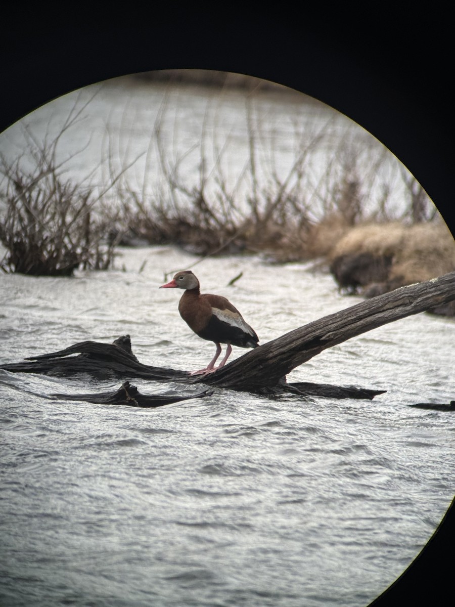 Black-bellied Whistling-Duck - ML632416983