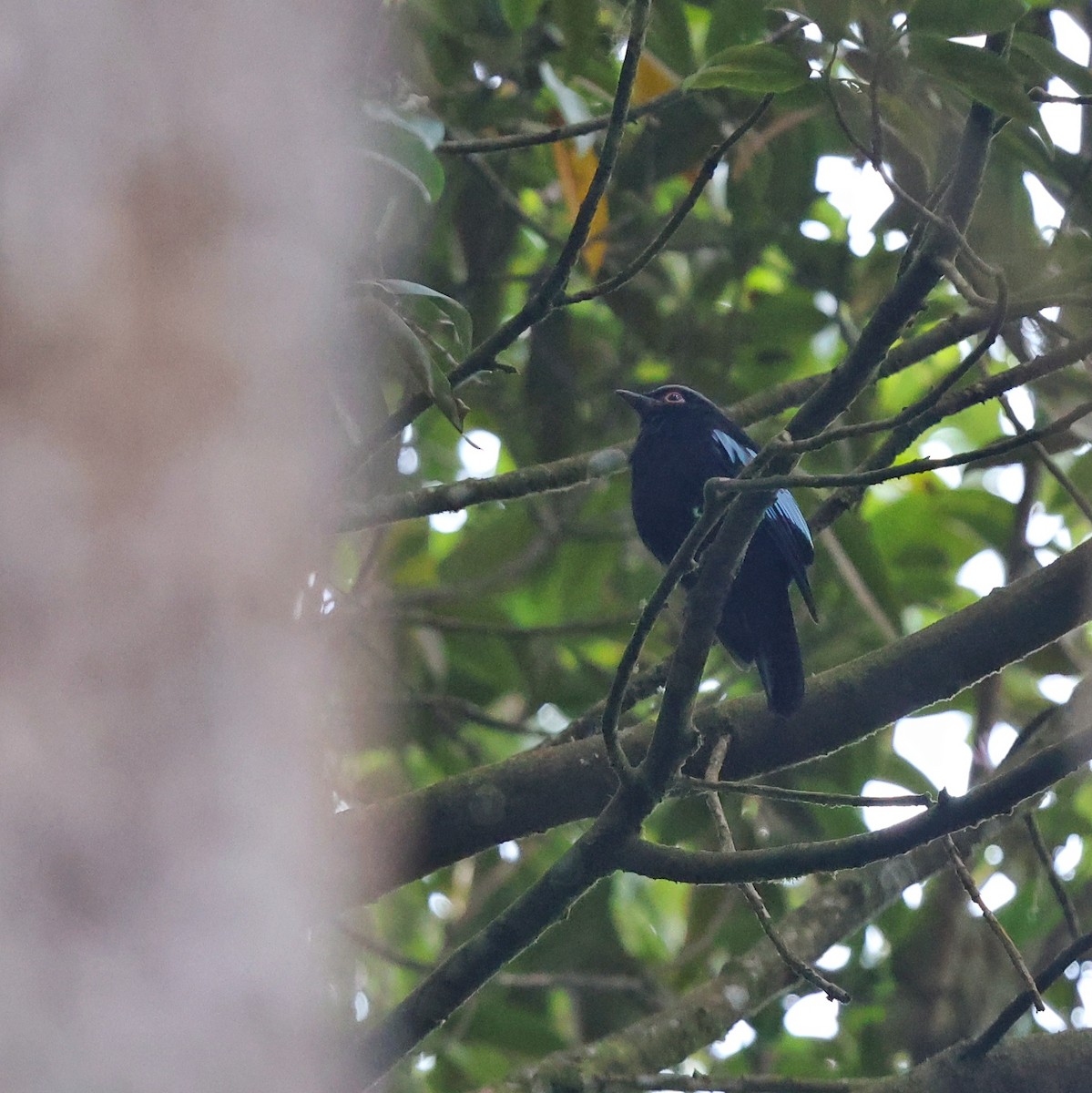 Sumatran Cochoa - ML632417008