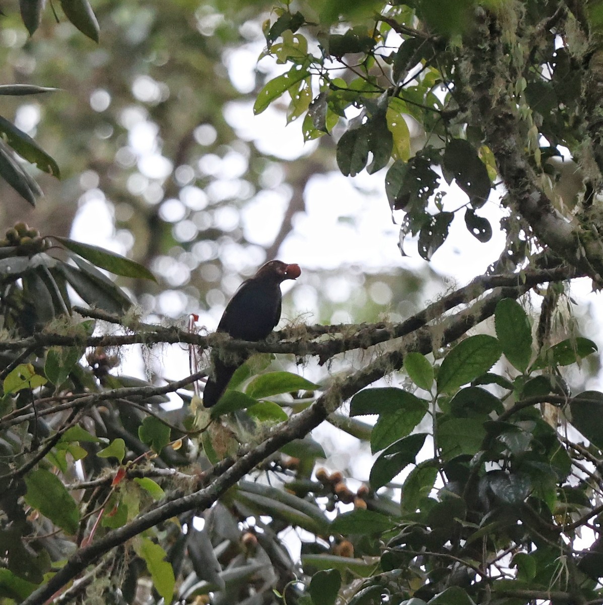 Sumatran Cochoa - ML632417010
