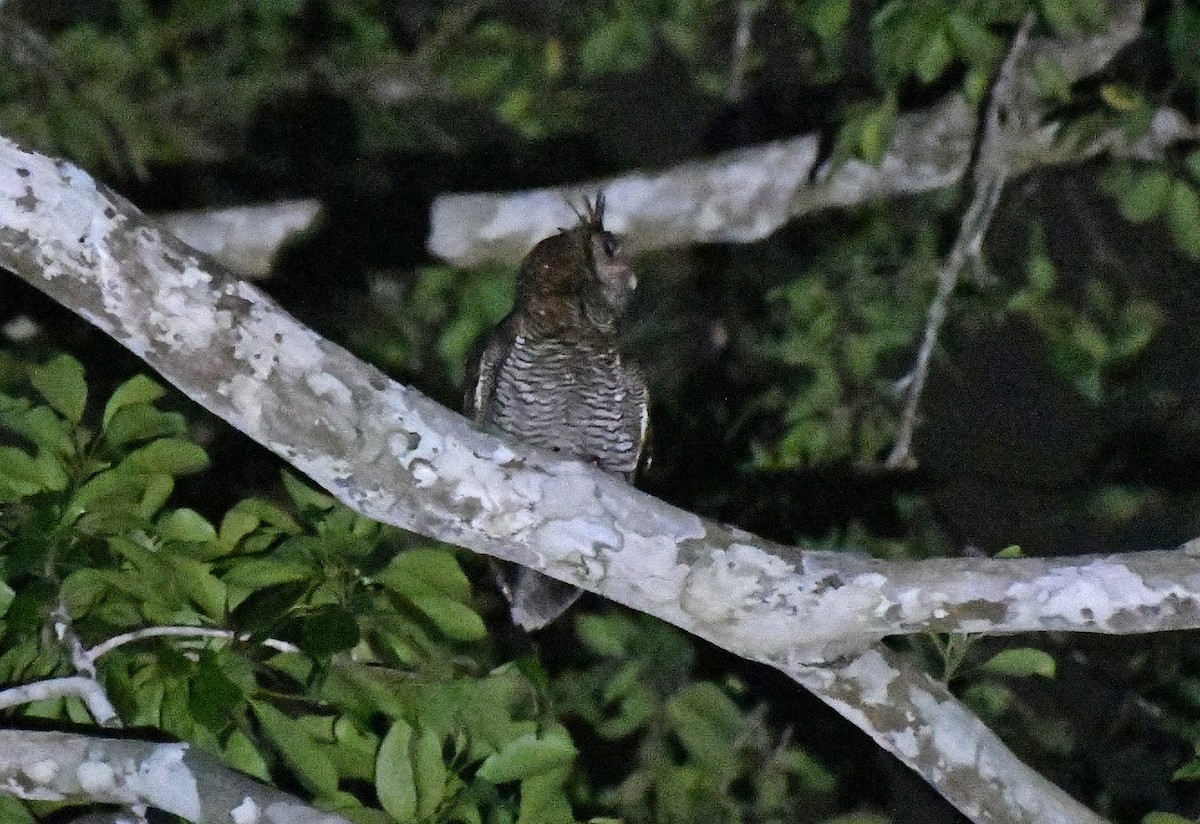Grand-duc à aigrettes (poensis) - ML632417128