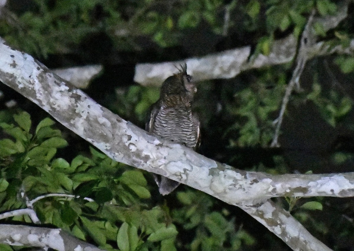 Grand-duc à aigrettes (poensis) - ML632417142
