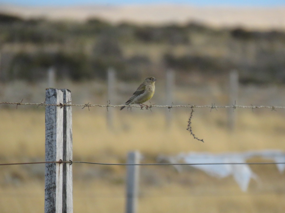 Patagonian Yellow-Finch - ML632417355
