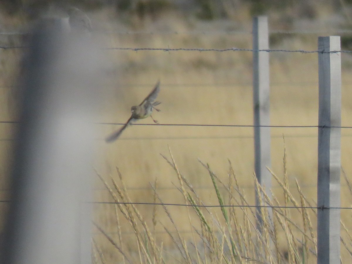 Patagonian Yellow-Finch - ML632417356