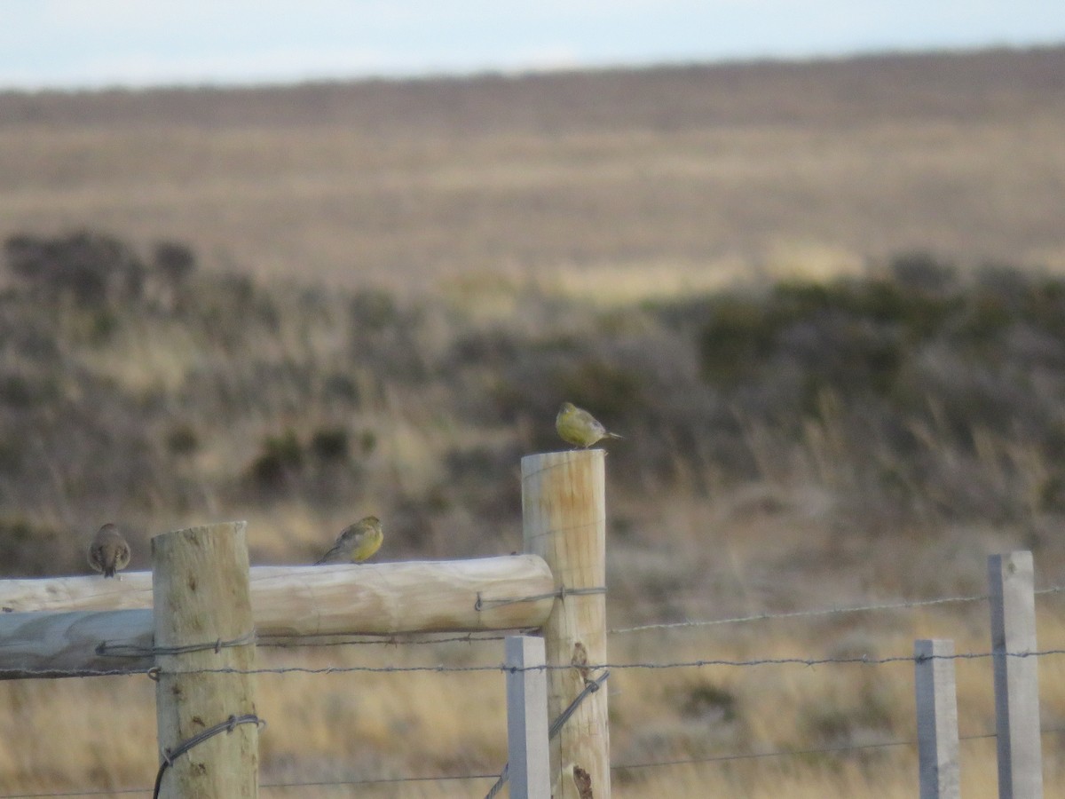 Patagonian Yellow-Finch - ML632417357