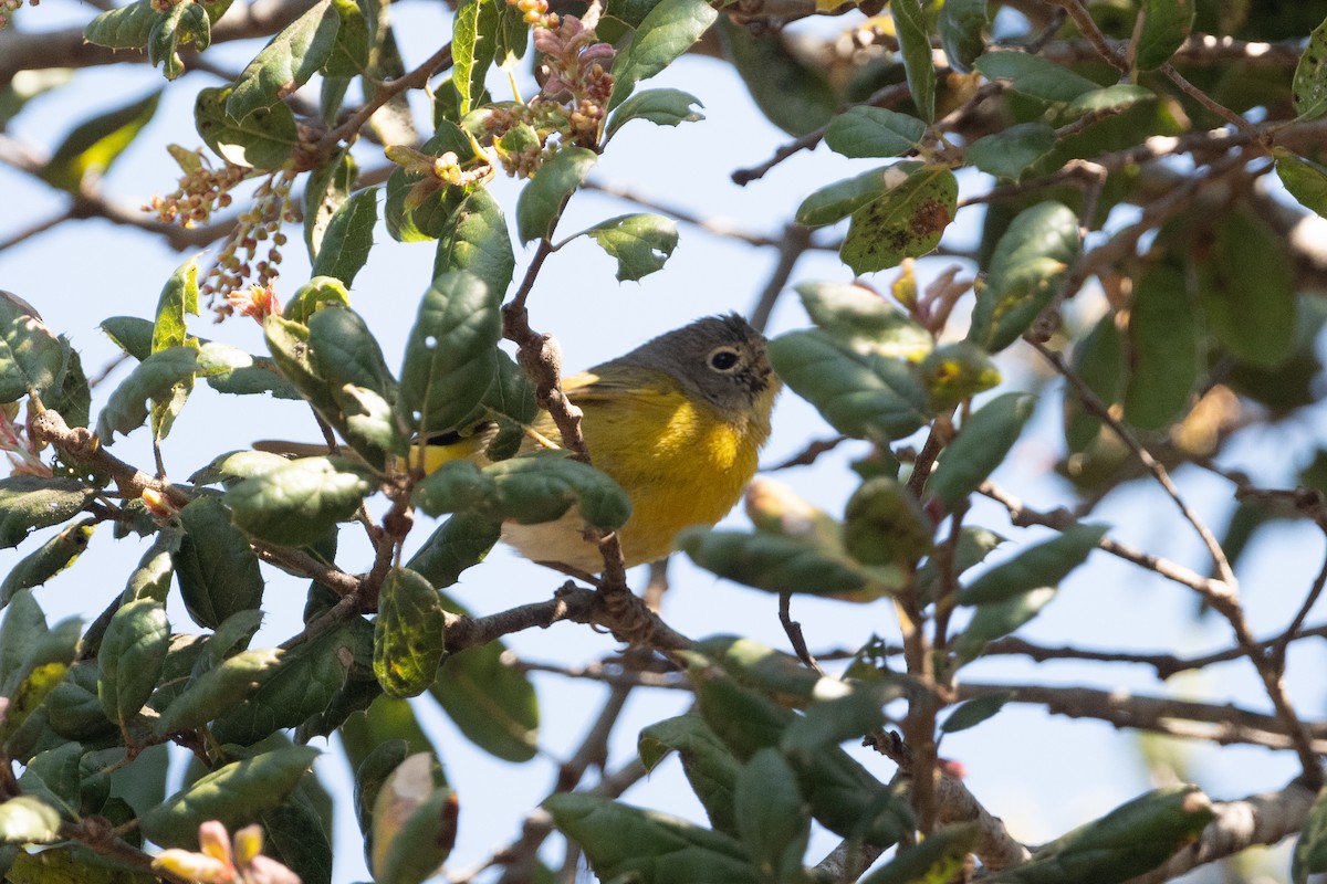 Nashville Warbler - ML632417414